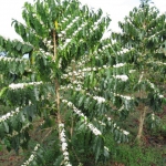 201802 flower.jpg